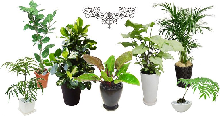 観葉植物